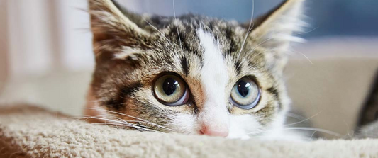 Your Cat Isn't Being "Bad." She's Telling You She's Scared