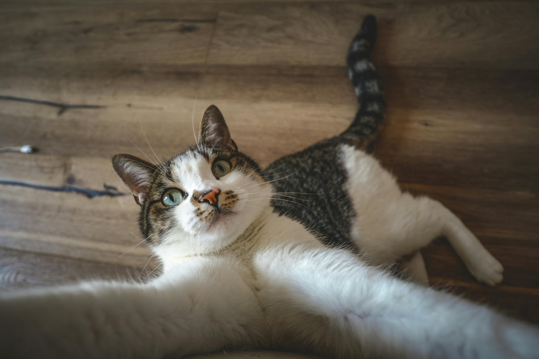 The Secret to a Happier, Healthier "Fur Baby": Why Vets Are Swapping Traditional Toys for Wearable Tech